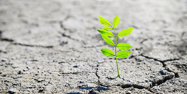 plant growing in concrete